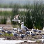 Odisha: Annual Bird Census Begins In Chilika Lake