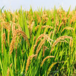 First Advance Estimates of production of major kharif crops released