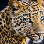 Uttarakhand: Leopard Attacks Increase In Uttrakhand, Three Dead In One Week