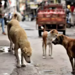Supreme Court Rules Out Coercive Action For Feeding Strays